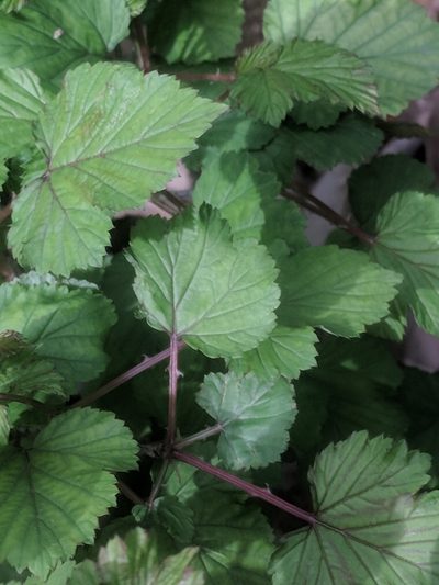 Rubus microphyllus, photographed by Eric Knight