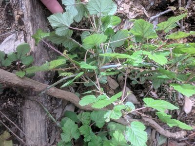 Rubus microphyllus, photographed by Eric Knight