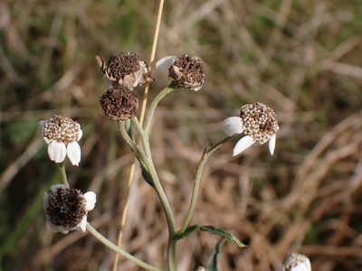 Achillea ptarmica, photographed by John Lyden
