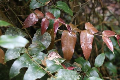 Ripogonum fawcettianum, photographed by Greg Tasney