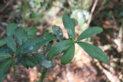 Myrsine subsessilis, photographed by Greg Tasney