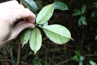 Pandorea baileyana, photographed by Greg Tasney