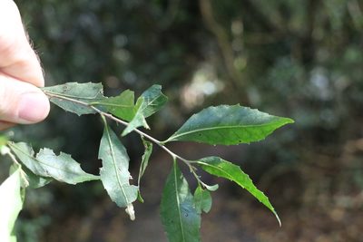 Symplocos baeuerlenii, photographed by Greg Tasney