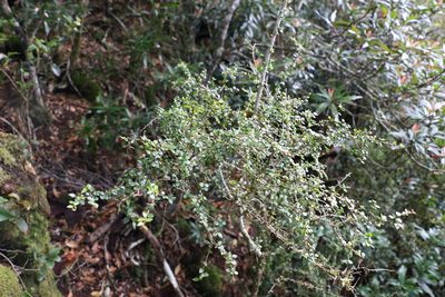 Pittosporum oreillyanum, photographed by Greg Tasney