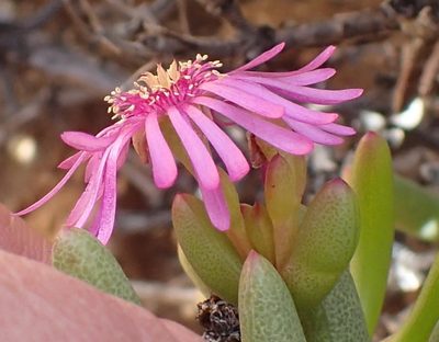 Ruschia viridifolia, photographed by Nicola van Berkel