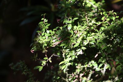Pittosporum oreillyanum, photographed by Greg Tasney