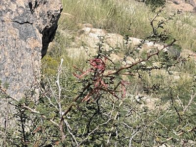 Mimosa biuncifera