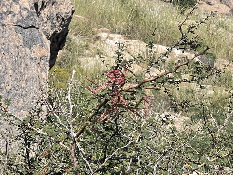 Mimosa biuncifera, photographed by CK2AZ