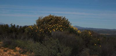 Leucadendron procerum, photographed by Tony Rebelo