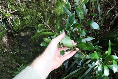 Stenocarpus salignus, photographed by Greg Tasney