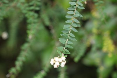 Ozothamnus rufescens, photographed by Greg Tasney