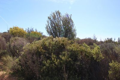 Serruria fucifolia, photographed by Tony Rebelo