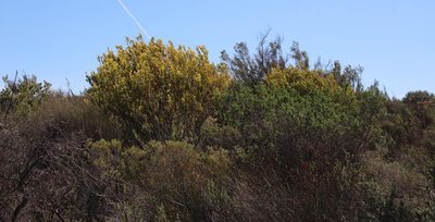 Leucadendron procerum, photographed by Tony Rebelo
