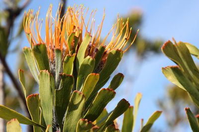 Leucospermum praemorsum, photographed by Tony Rebelo