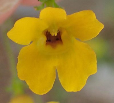 Jamesbrittenia pedunculosa, photographed by Nicola van Berkel