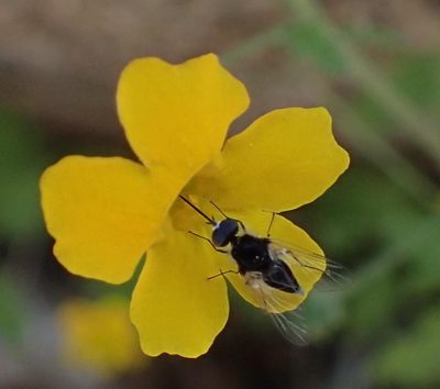 Jamesbrittenia pedunculosa, photographed by Nicola van Berkel