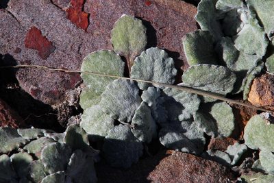 Arctotis rotundifolia, photographed by Tony Rebelo