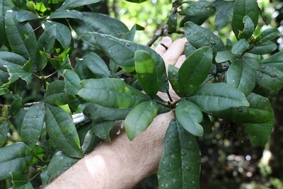 Acronychia pubescens, photographed by Greg Tasney