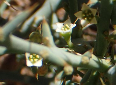 Thesium pungens, photographed by Nicola van Berkel