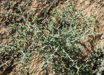 Thesium pungens, photographed by Nicola van Berkel