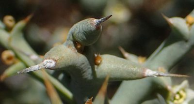 Thesium pungens, photographed by Nicola van Berkel