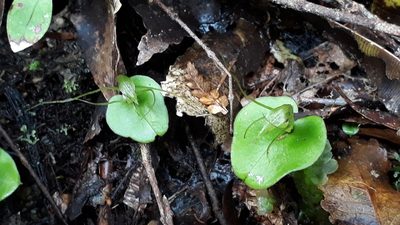Corybas dienemus, photographed by Doug Miller