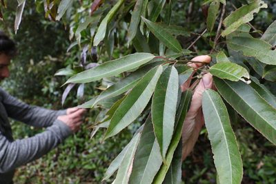 Elaeocarpus kirtonii, photographed by Greg Tasney