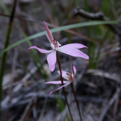 Caladenia fuscata, photographed by Cowirrie