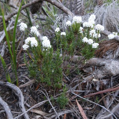 Leucopogon virgatus, photographed by Cowirrie