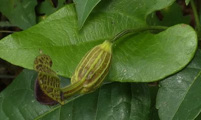 Aristolochia papillaris, photographed by Helio Lourencini