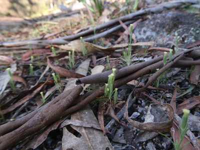 Millotia tenuifolia, photographed by Cowirrie