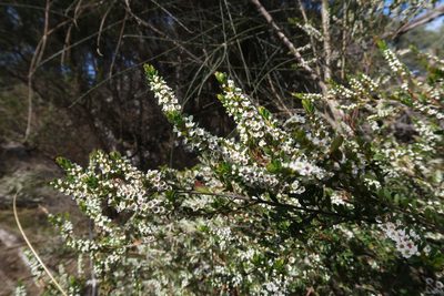 Thryptomene micrantha, photographed by Cowirrie