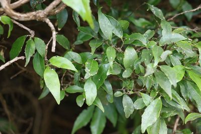Symplocos baeuerlenii, photographed by Greg Tasney