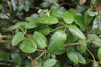 Rubus moorei, photographed by Greg Tasney