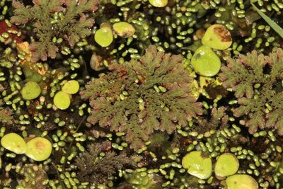 Azolla caroliniana, photographed by Dan Riley