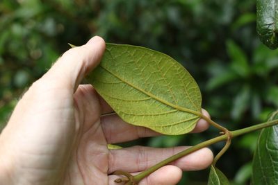 Parsonsia fulva, photographed by Greg Tasney