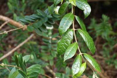 Palmeria foremanii, photographed by Greg Tasney