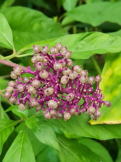 Palicourea hebeclada, photographed by Anthony Batista
