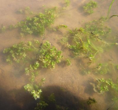 Riella affinis, photographed by Robert Taylor