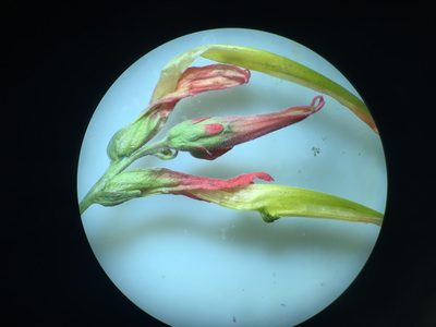 Castilleja linariifolia, photographed by Steve Matson