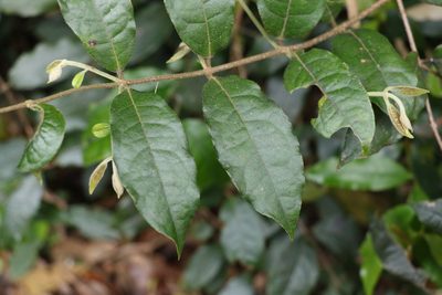 Palmeria foremanii, photographed by Greg Tasney