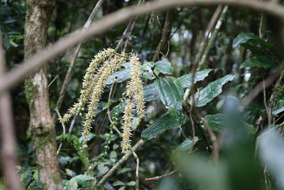 Ripogonum discolor, photographed by Greg Tasney
