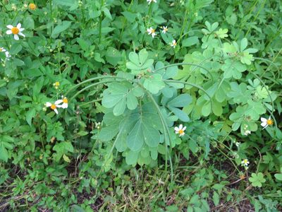 Senna obtusifolia, photographed by Nonbinary-Naturalist