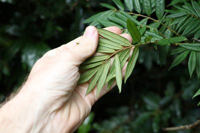 Austrosteenisia glabristyla, photographed by Greg Tasney