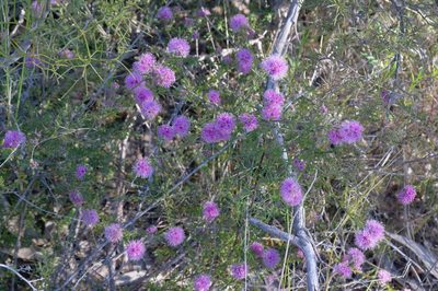Kunzea capitata, photographed by Gary Williams