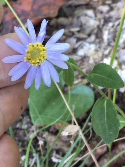 Eurybia mirabilis, photographed by Becky Dill