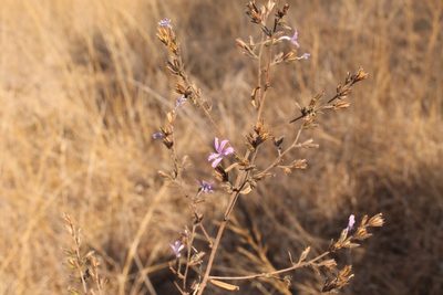 Loeselia glandulosa, photographed by Viacheslav Shalisko