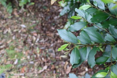 Diospyros australis, photographed by Greg Tasney