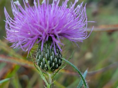 Cirsium discolor, photographed by Elias