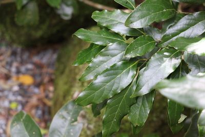 Cryptocarya erythroxylon, photographed by Greg Tasney